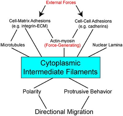 Intermediate Filaments at the Junction of Mechanotransduction, Migration, and Development